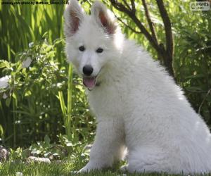 Puzzle Λευκό ελβετικό κουτάβι σκυλιών ποιμένων